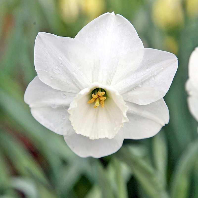 Narcissus Stainless|5 Bulbs|10 Bulbs