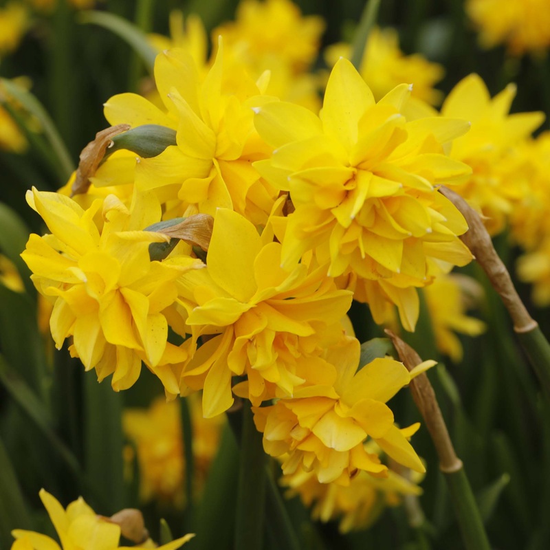 Narcissus Tete Boucle|5 Bulbs|10 Bulbs