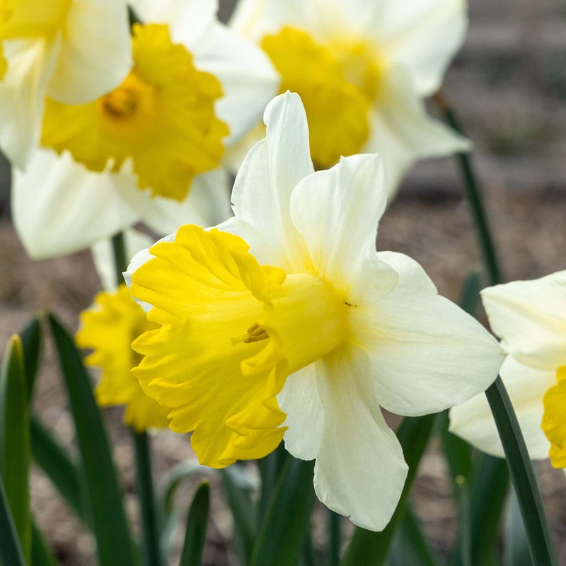 Narcissus Victoria|5 Bulbs|10 Bulbs