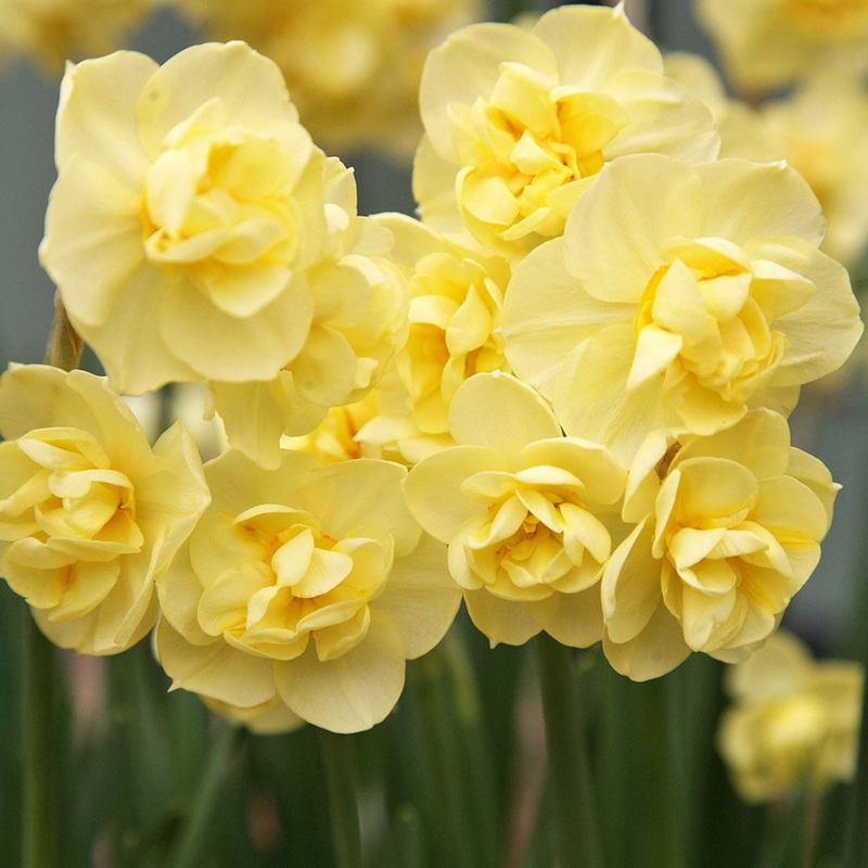 Narcissus Yellow Cheerfulness|5 Bulbs|10 Bulbs