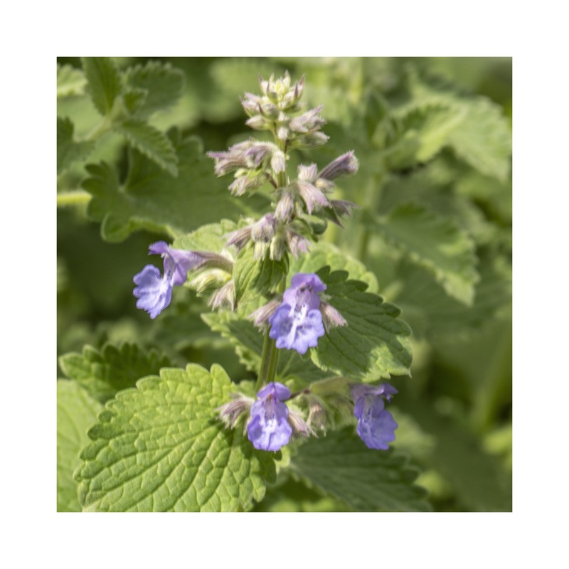 Nepeta Dropmore|1 Established 9cm Plant