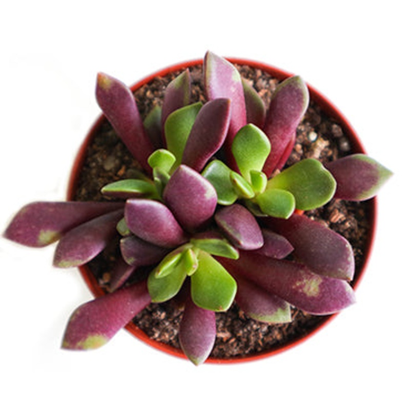 Sand Rose (Anacampseros Rufescens)