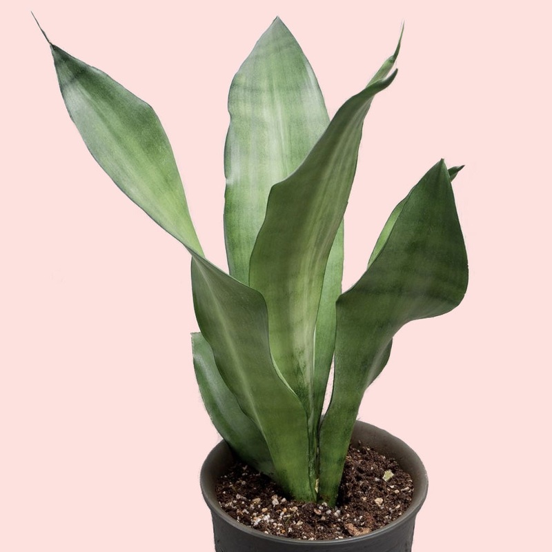 Snake Plant (Moonshine)|Small 3-4″|Medium 5-6″|Large 8-10″
