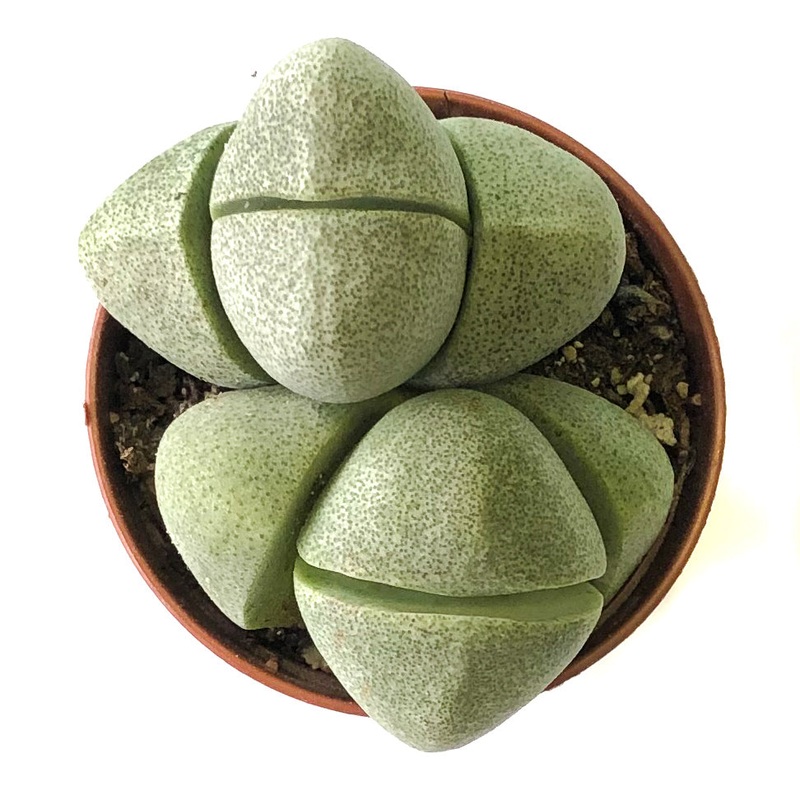 Split Rock (Pleiospilos nelii)