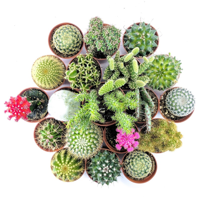 The Crazy Cactus Bundle – 5 pack