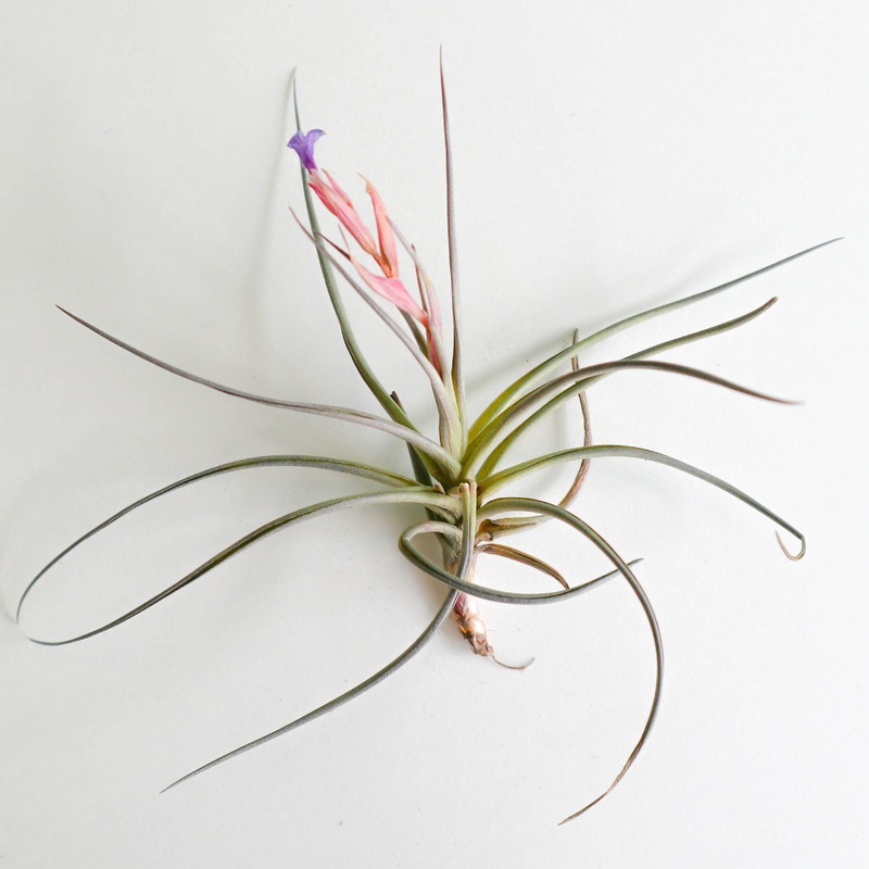 Tillandsia Aeranthos|Mini|Small|Medium