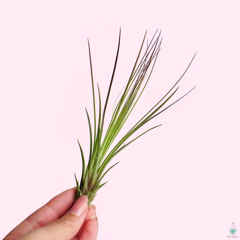 Tillandsia Juncifolia|Small|Medium|Large|Jumbo