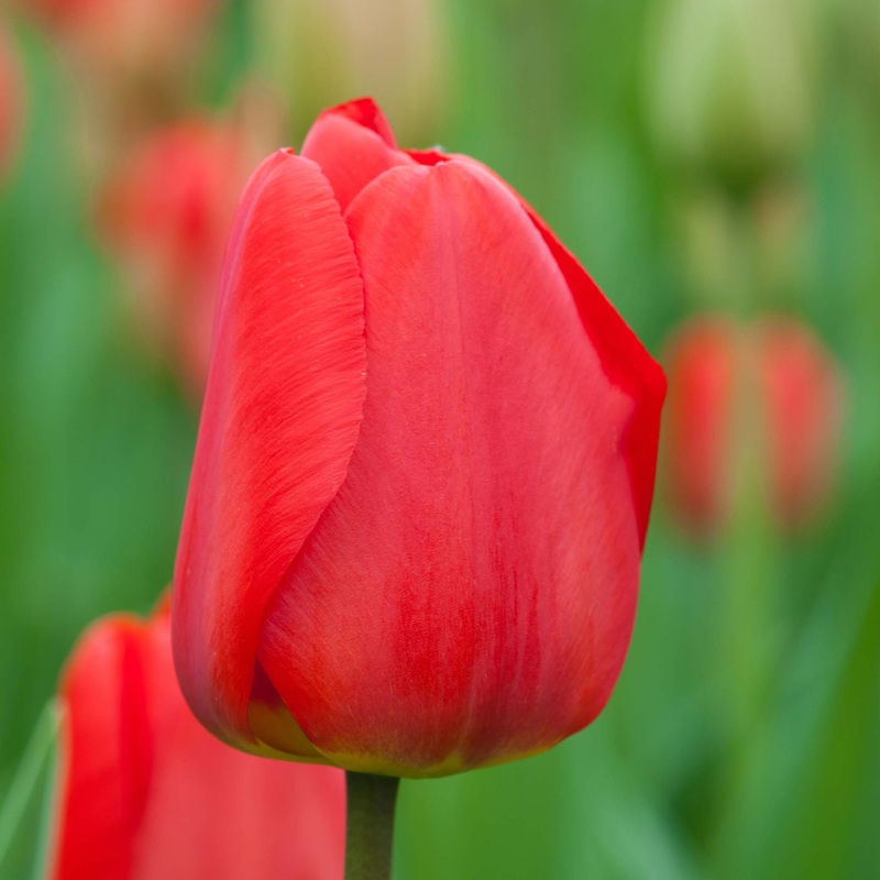Tulip Darwin Apeldoorn|7 Bulbs|14 Bulbs