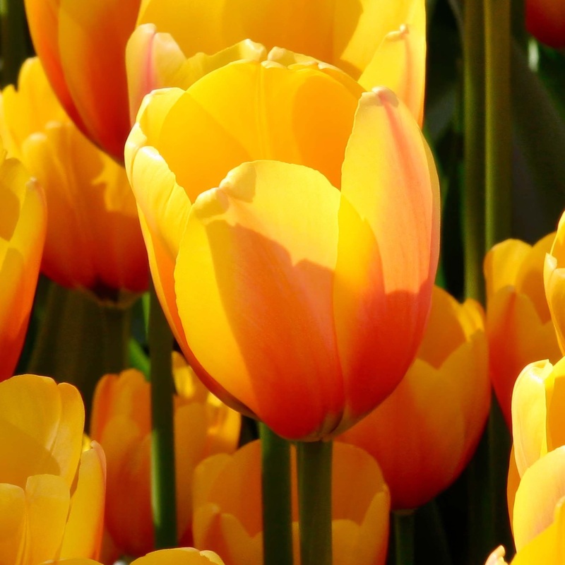 Tulip Darwin Apeldoorn’s Elite