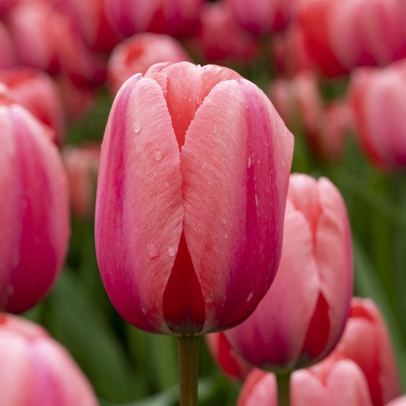 Tulip Darwin Design Impresion|7 Bulbs|14 Bulbs