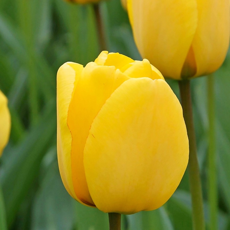 Tulip Darwin Golden Oxford|7 Bulbs|14 Bulbs