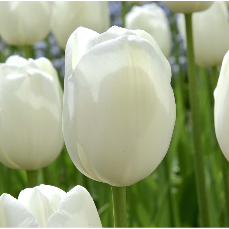 Tulip Darwin Hakuum|7 Bulbs|14 Bulbs