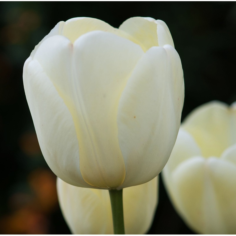 Tulip Darwin Ivory Floradale|7 Bulbs|14 Bulbs
