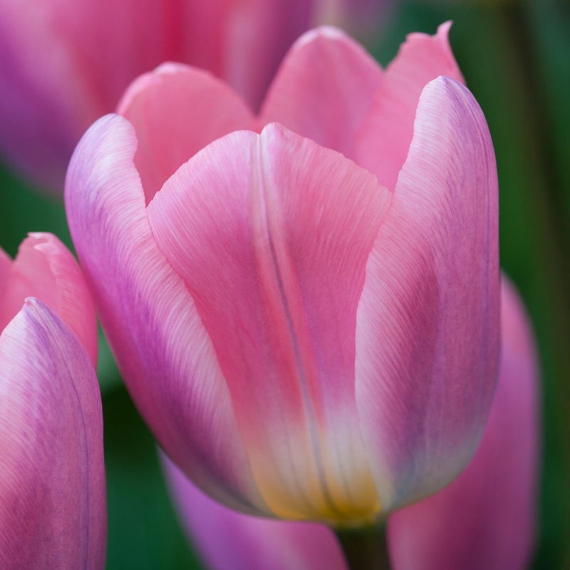 Tulip Darwin Light and Dreamy|7 Bulbs|14 Bulbs