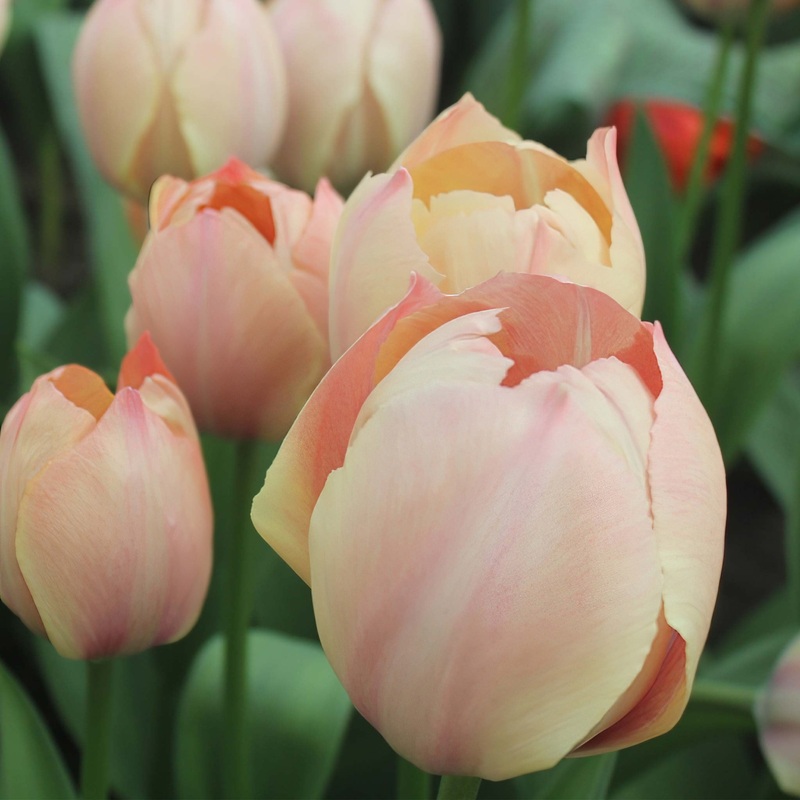 Tulip Darwin Salmon van Eijk|7 Bulbs|14 Bulbs
