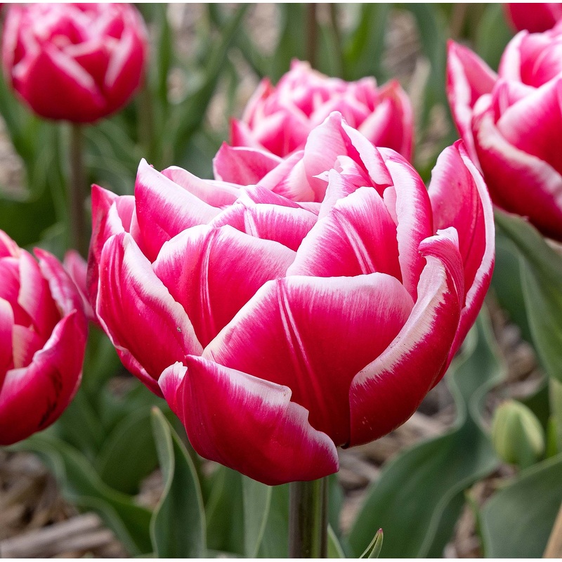 Tulip Double Early Columbus|7 Bulbs|14 Bulbs
