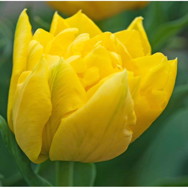 Tulip Double Early Marie Jo|7 Bulbs|14 Bulbs
