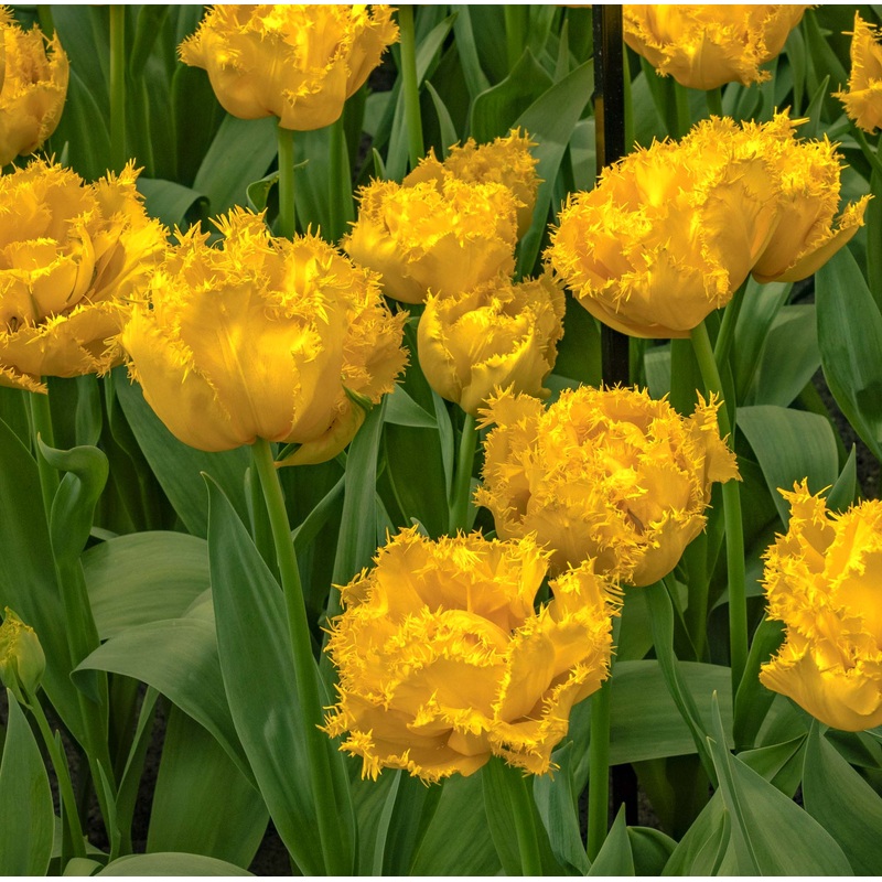Tulip Double Early Mon Amour|7 Bulbs|14 Bulbs