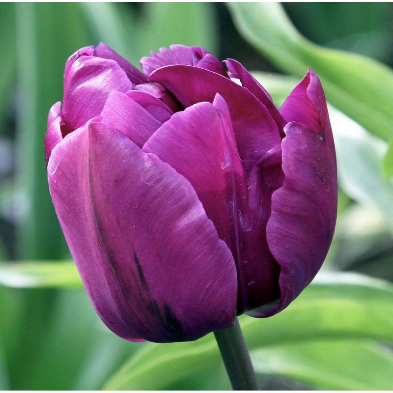 Tulip Double Early Negrita|7 Bulbs|14 Bulbs