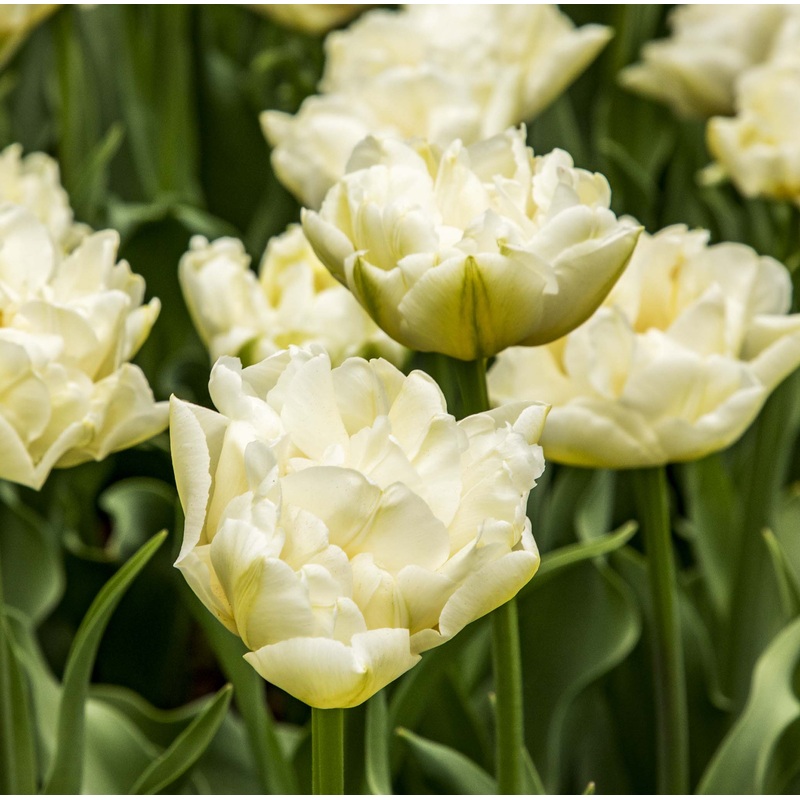 Tulip Double Early Northcap|7 Bulbs|14 Bulbs