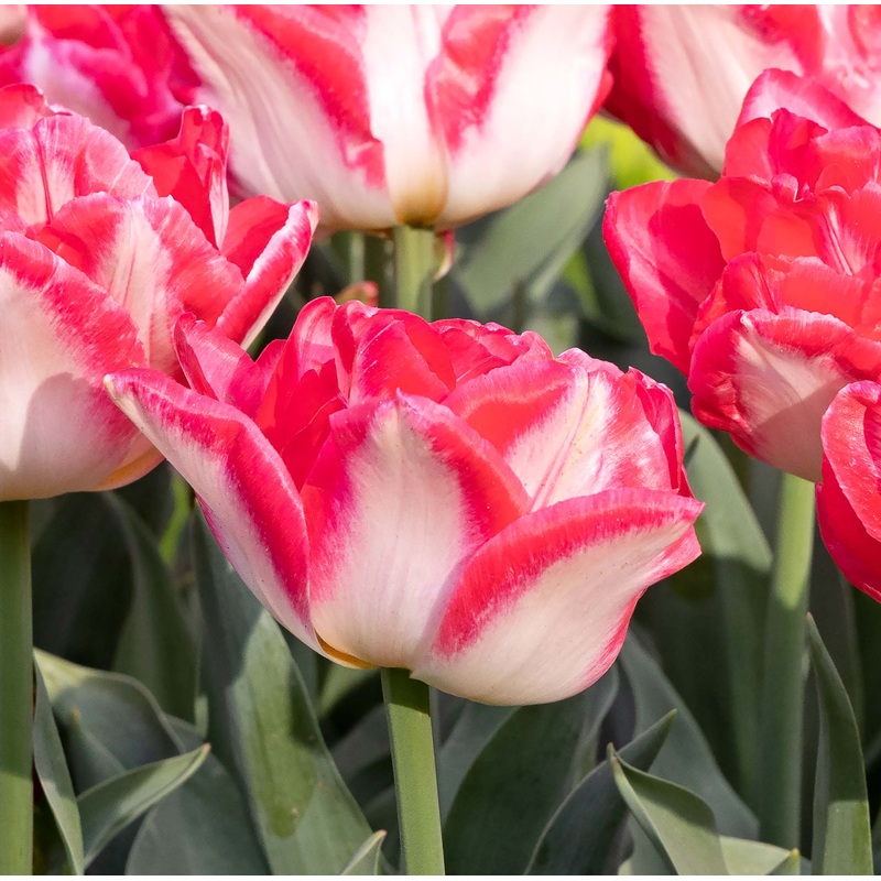 Tulip Double Early Pink Delight