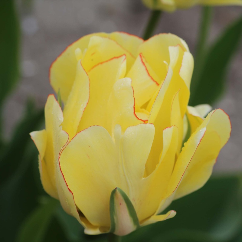 Tulip Double Late Akebono|7 Bulbs|14 Bulbs