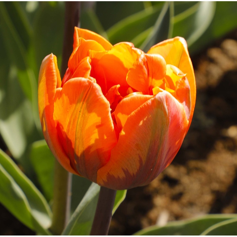 Tulip Double Late Orange Princess