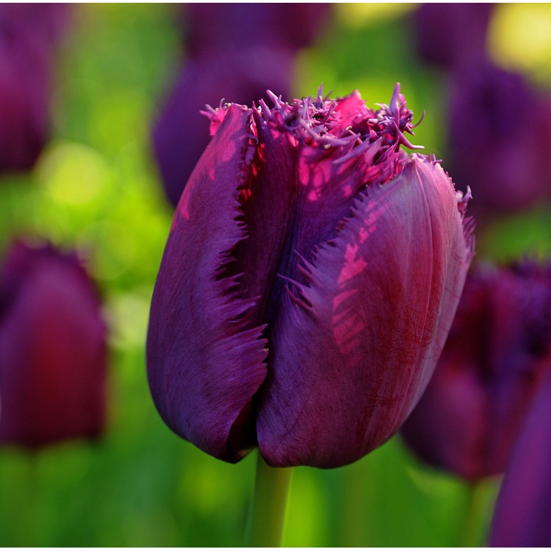 Tulip Fringed Curly Sue|7 Bulbs|14 Bulbs