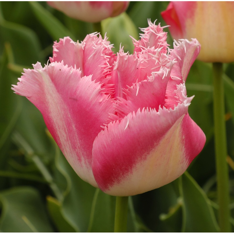 Tulip Fringed Fancy Frills|7 Bulbs|14 Bulbs