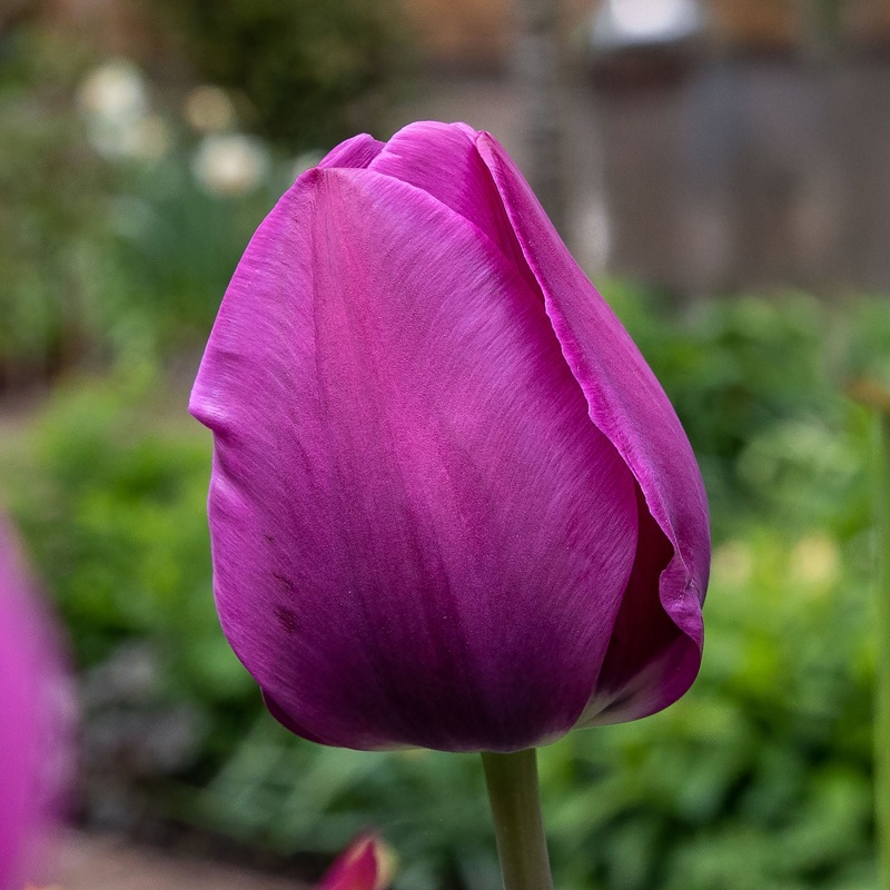 Tulip Fringed Negrita|7 Bulbs|14 Bulbs
