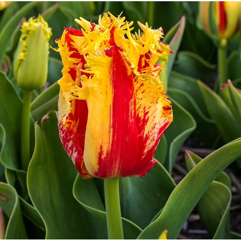 Tulip Fringed Phantom|7 Bulbs|14 Bulbs