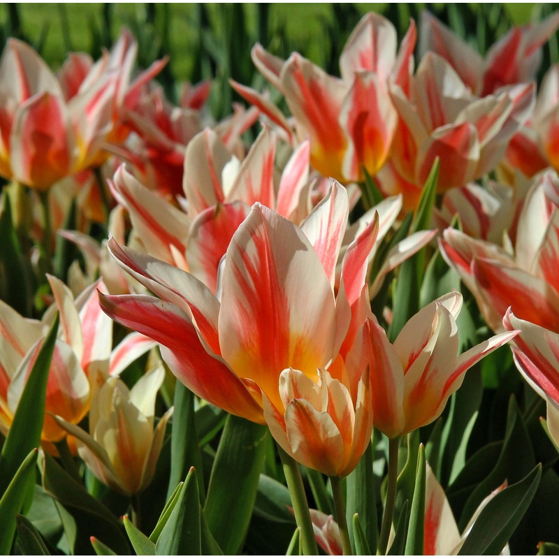 Tulip Greigii Quebec|7 Bulbs|14 Bulbs