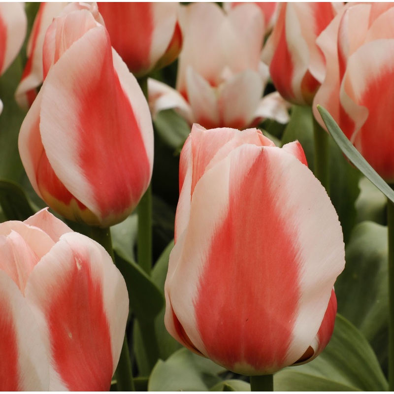Tulip Greigii Williem van den Akker