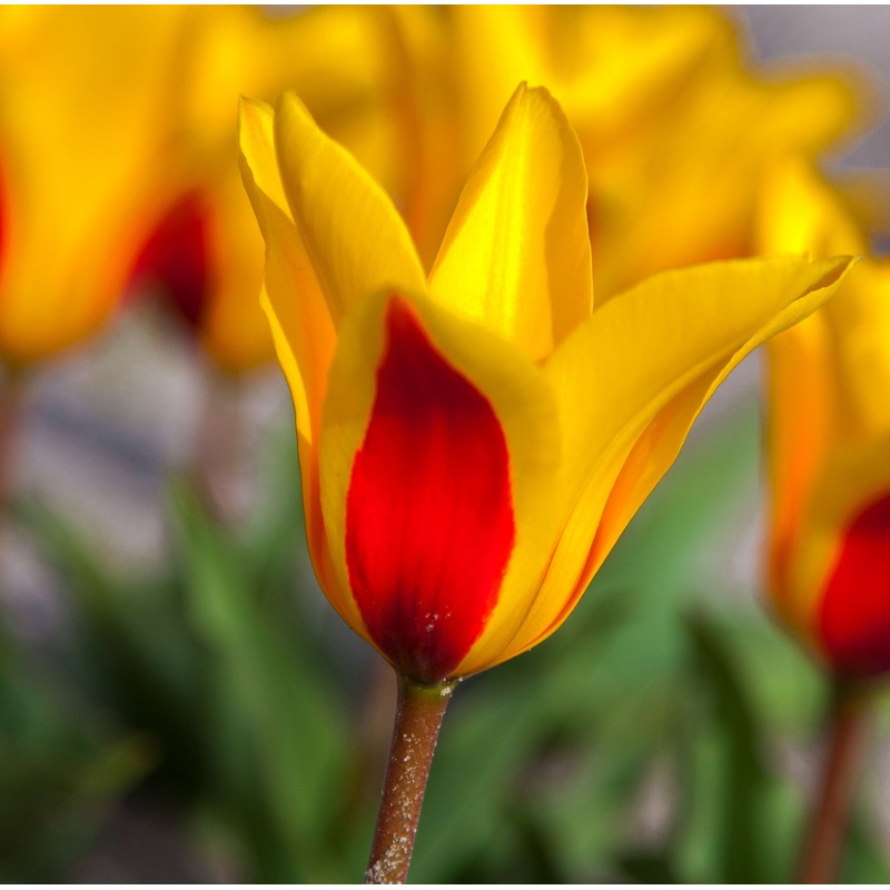 Tulip Kaufmanniana Goudstuk|7 Bulbs|14 Bulbs