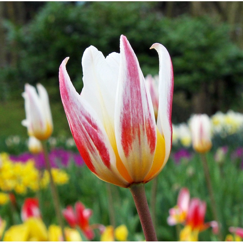 Tulip Kaufmanniana Ice Stick|7 Bulbs|14 Bulbs
