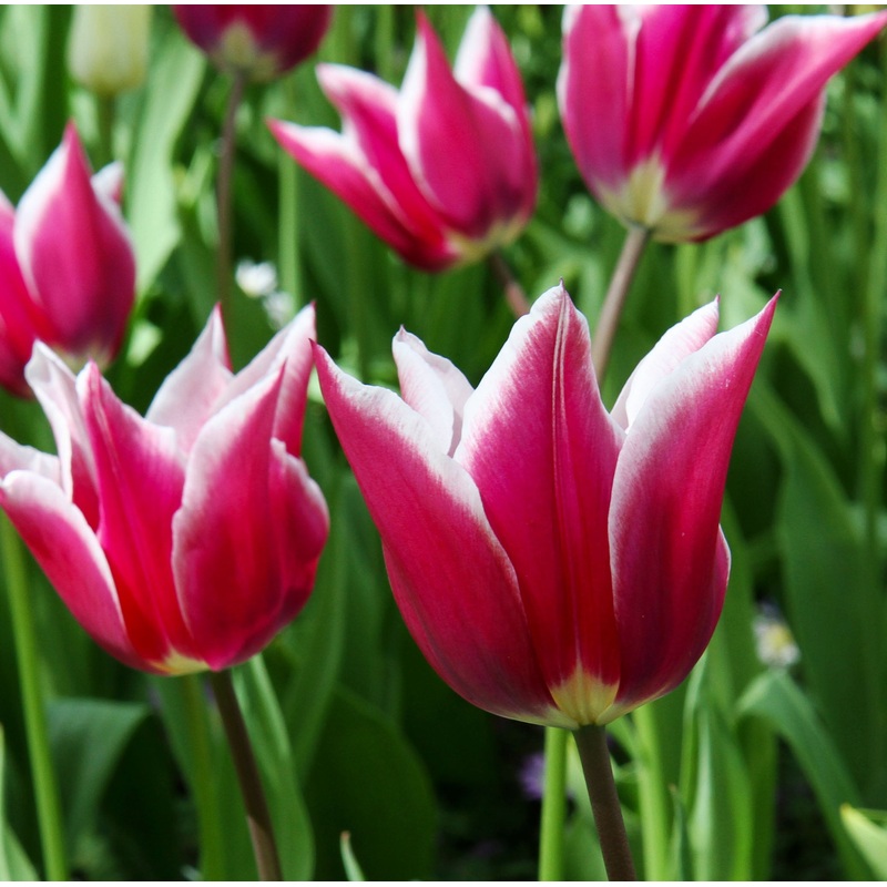 Tulip Lily Flowering Claudia|7 Bulbs|14 Bulbs