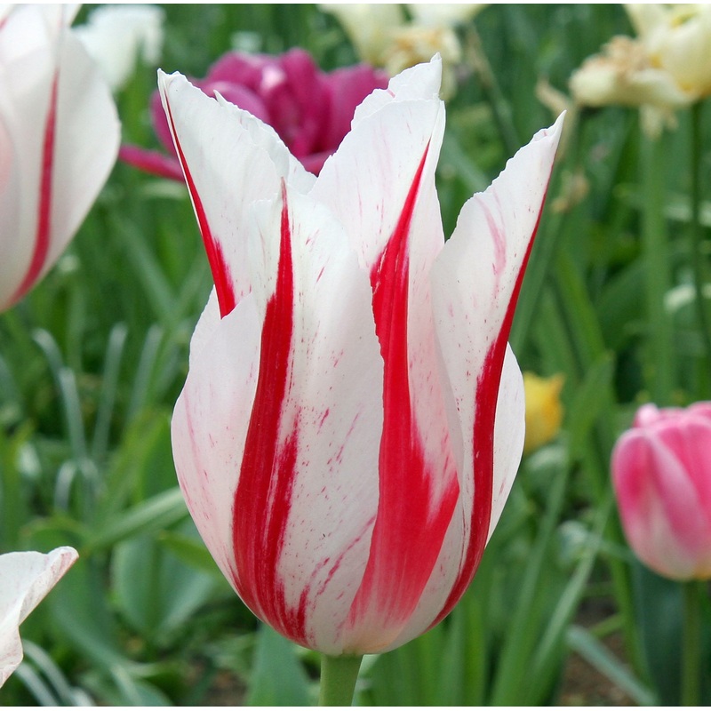 Tulip Lily flowering Marilyn|7 Bulbs|14 Bulbs