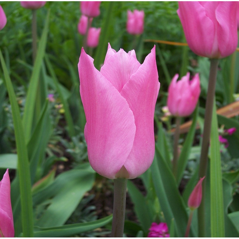Tulip Lily Mariette|7 Bulbs|14 Bulbs