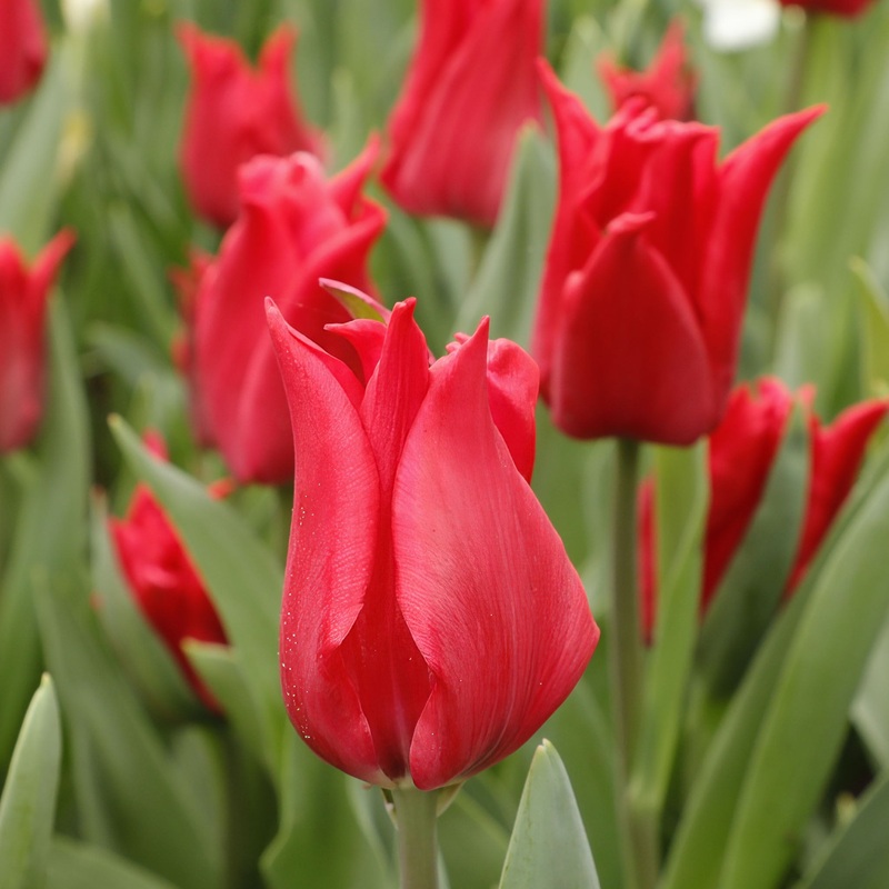 Tulip Lily Pretty Woman|7 Bulbs|14 Bulbs