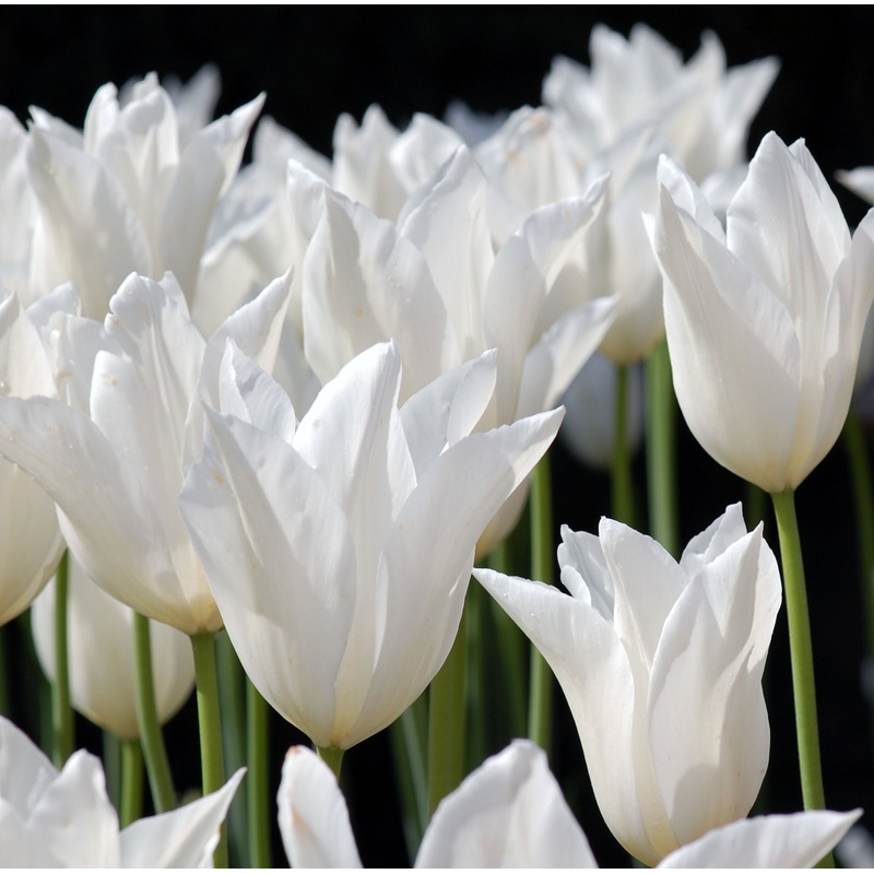 Tulip Lily White Triumphator|7 Bulbs|14 Bulbs
