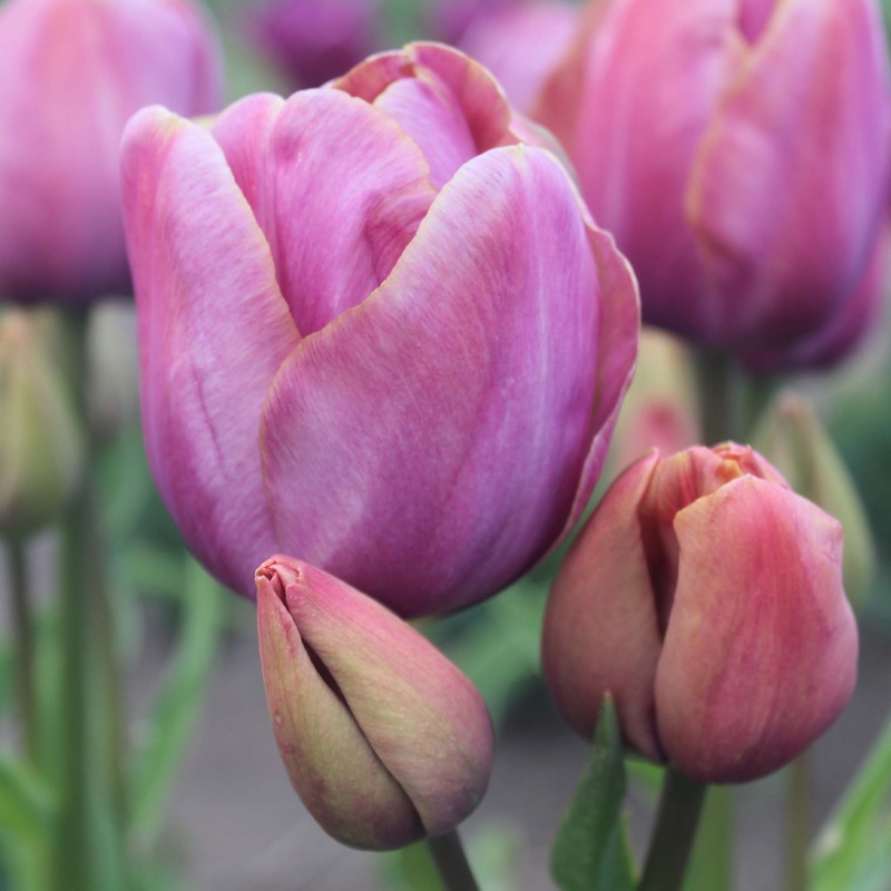 Tulip Multiflora Blue Heaven|7 Bulbs|14 Bulbs