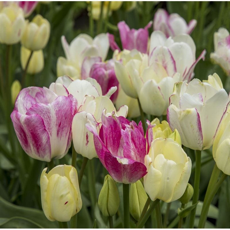 Tulip Multiflora Candy Club|7 Bulbs|14 Bulbs