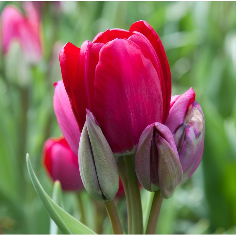 Tulip Multiflora Fiery Club|7 Bulbs|14 Bulbs