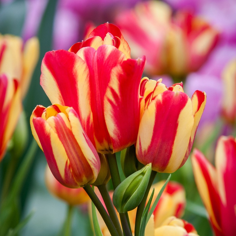 Tulip Multiflora Wonder Club|7 Bulbs|14 Bulbs