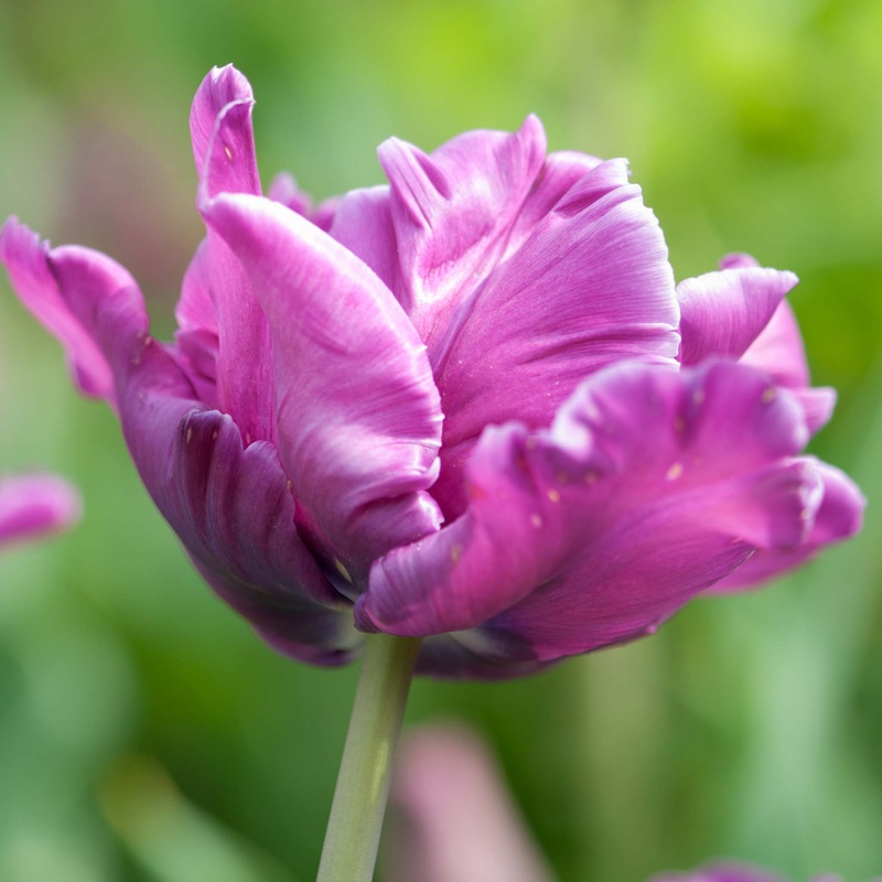 Tulip Parrot Blue Parrot|7 Bulbs|14 Bulbs