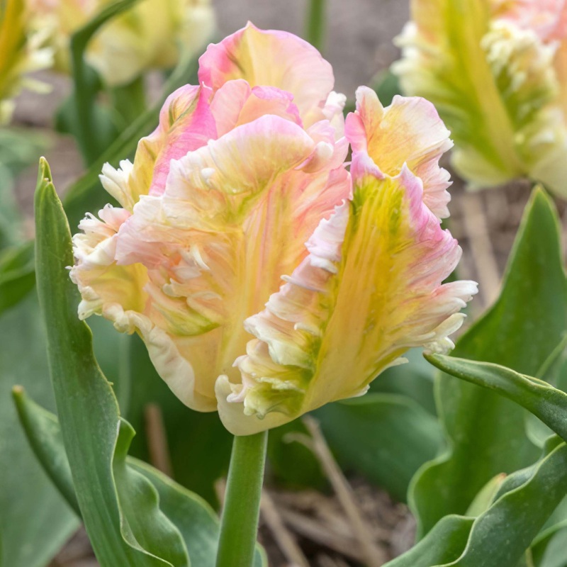 Tulip Parrot Cabanna|7 Bulbs|14 Bulbs
