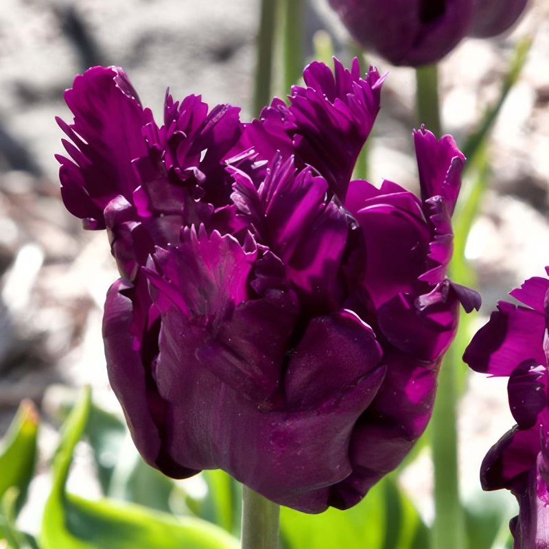 Tulip Parrot Negrita|7 Bulbs|14 Bulbs