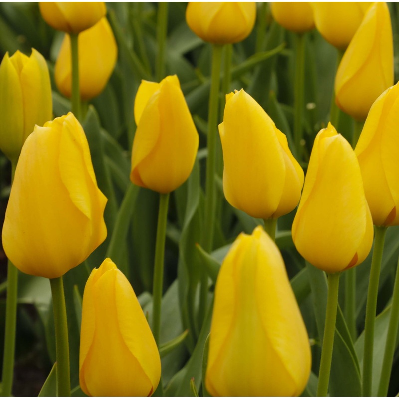 Tulip Single Late Big Smile|7 Bulbs|14 Bulbs