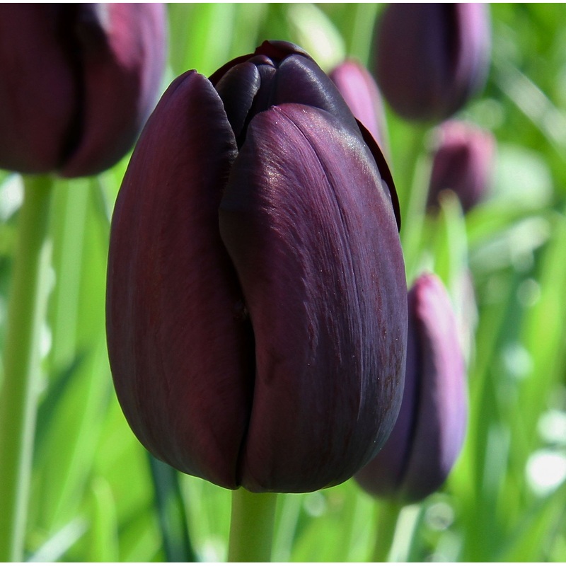 Tulip Single Late Queen ofNight
