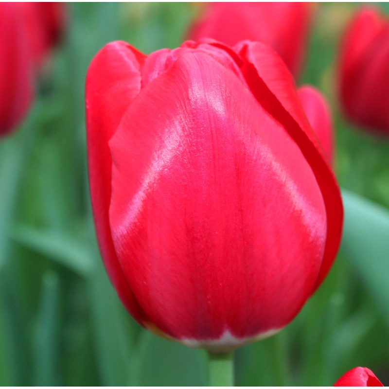 Tulip Single Late Yosemite|7 Bulbs|14 Bulbs
